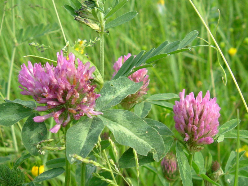 Trifolium pratense-Trifoglio dei prati